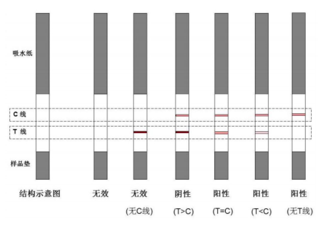 1649231618153498.jpg 黃曲霉素M1檢測試紙條.jpg